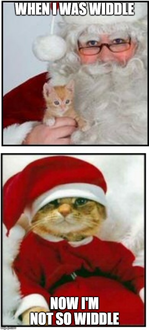 widdle cat | WHEN I WAS WIDDLE; NOW I'M NOT SO WIDDLE | image tagged in widdle,cat humor,santa cat | made w/ Imgflip meme maker