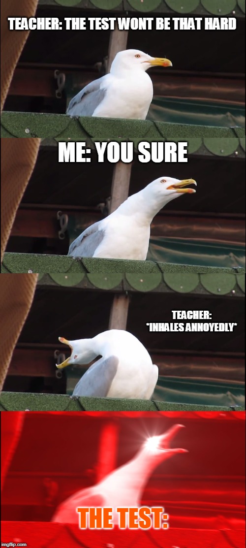 Inhaling Seagull | TEACHER: THE TEST WONT BE THAT HARD; ME: YOU SURE; TEACHER: *INHALES ANNOYEDLY*; THE TEST: | image tagged in memes,inhaling seagull | made w/ Imgflip meme maker