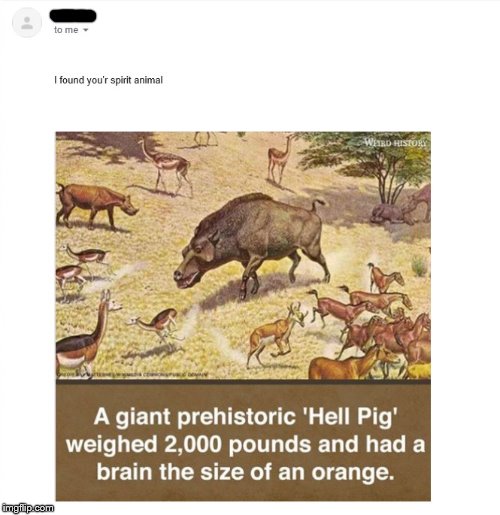 Yes, I actually got this G-Mail. And what's up with that 'you'r'? | image tagged in email,spirit animal,hell,pig,memes | made w/ Imgflip meme maker