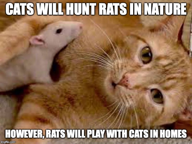 Pet Rat With Cat | CATS WILL HUNT RATS IN NATURE; HOWEVER, RATS WILL PLAY WITH CATS IN HOMES | image tagged in cat,rat,pets,memes | made w/ Imgflip meme maker