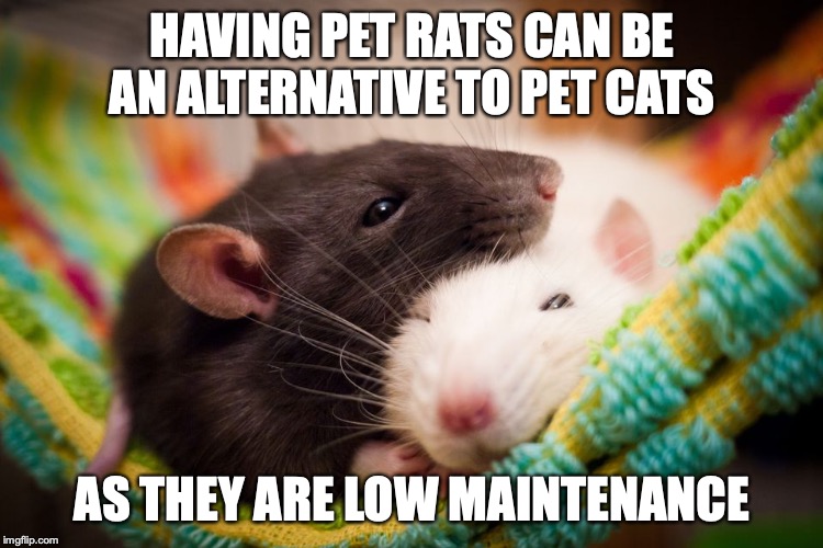 Pet Rats | HAVING PET RATS CAN BE AN ALTERNATIVE TO PET CATS; AS THEY ARE LOW MAINTENANCE | image tagged in rats,pets,memes | made w/ Imgflip meme maker