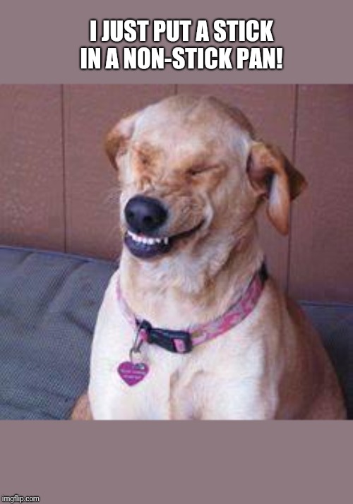 funny dog | I JUST PUT A STICK IN A NON-STICK PAN! | image tagged in funny dog | made w/ Imgflip meme maker