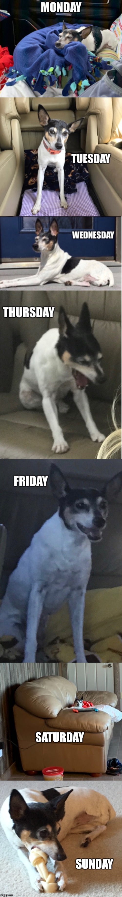 SATURDAY; SUNDAY | image tagged in dogs,week,weekend | made w/ Imgflip meme maker