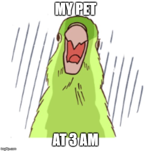 Annoyance | MY PET; AT 3 AM | image tagged in pets | made w/ Imgflip meme maker