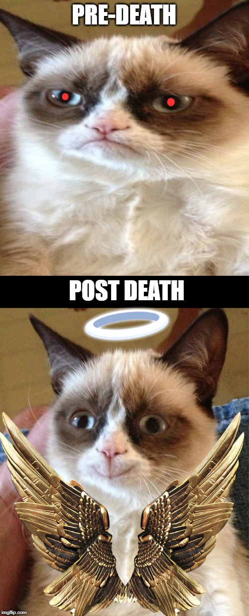 Grumpy Cat Happy Meme | PRE-DEATH; POST DEATH | image tagged in memes,grumpy cat happy,grumpy cat | made w/ Imgflip meme maker