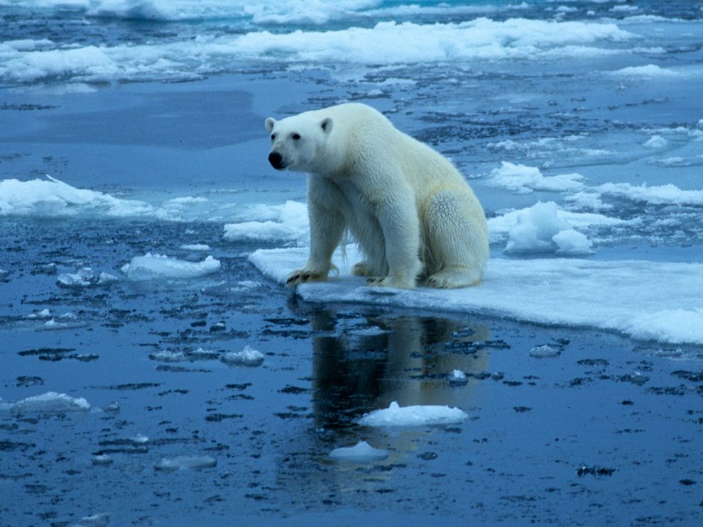 High Quality Global warming polar bear Blank Meme Template