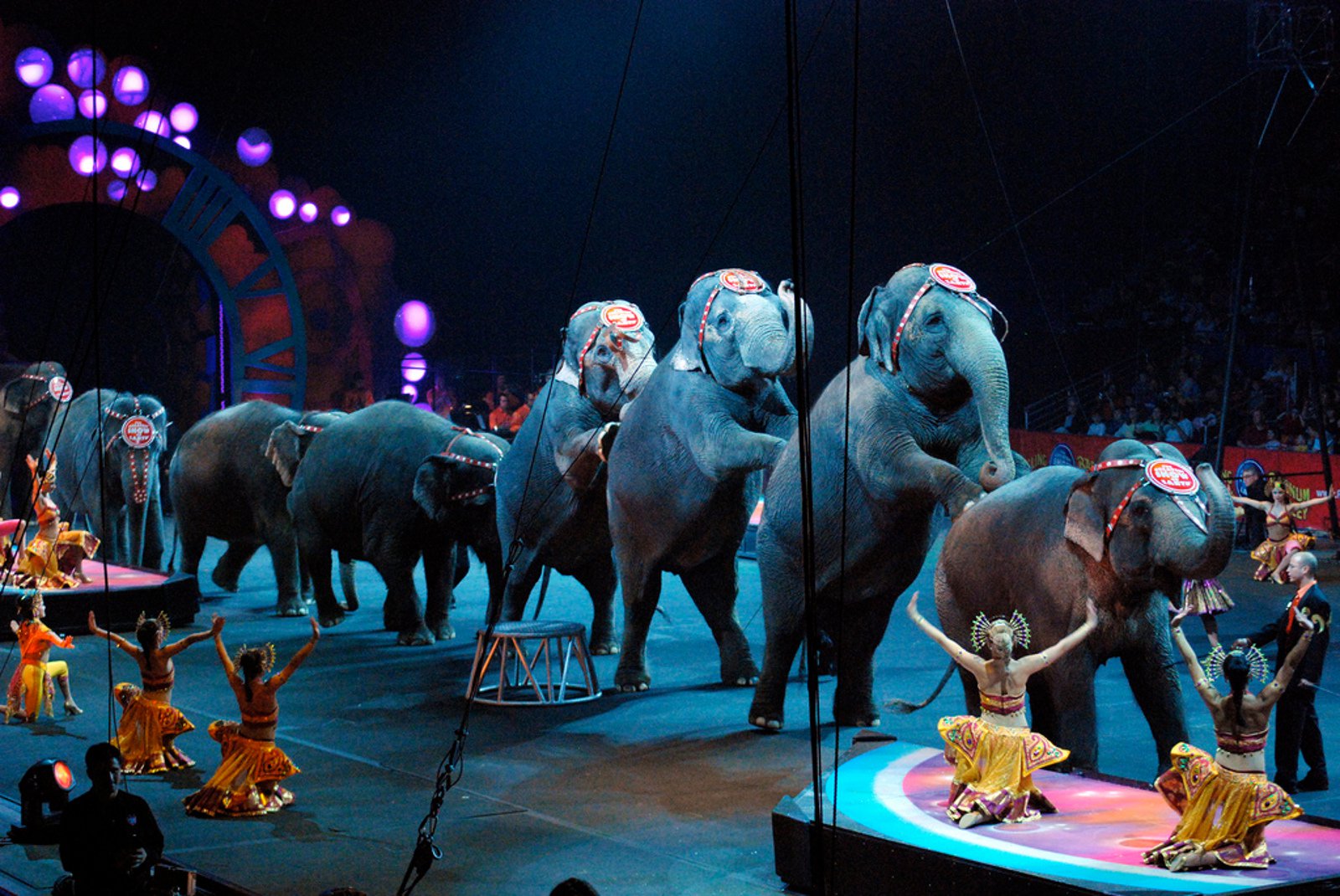 Elephant parade at the circus Blank Meme Template