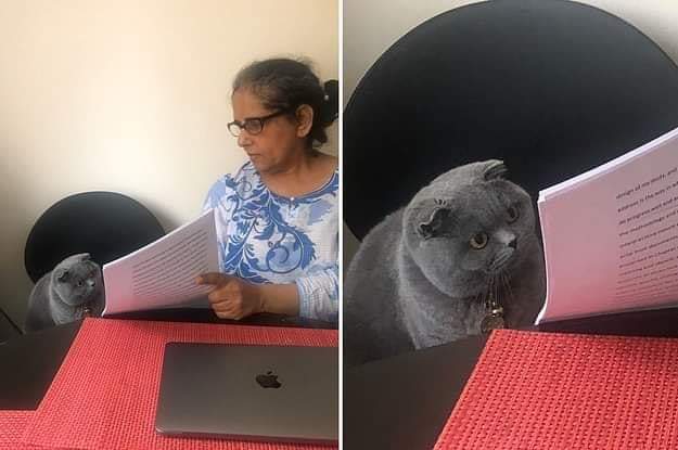 Woman showing paper to cat Blank Meme Template