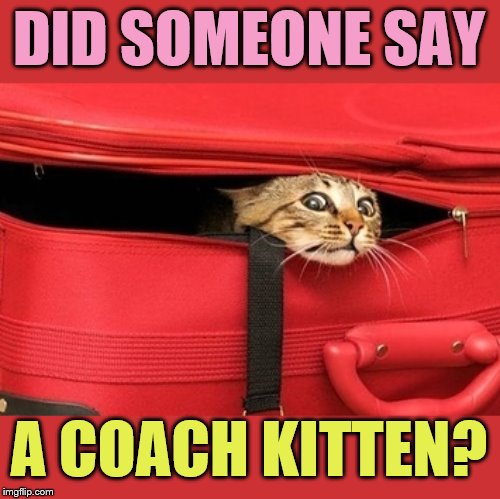 DID SOMEONE SAY A COACH KITTEN? | made w/ Imgflip meme maker
