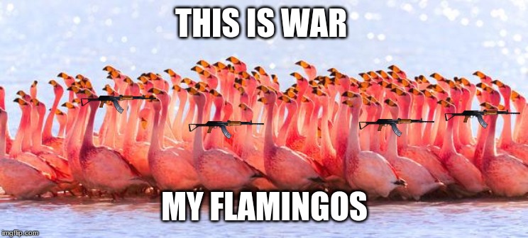 Flamingos | THIS IS WAR; MY FLAMINGOS | image tagged in flamingos | made w/ Imgflip meme maker