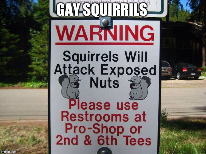 GAY SQUIRRELS | made w/ Imgflip meme maker