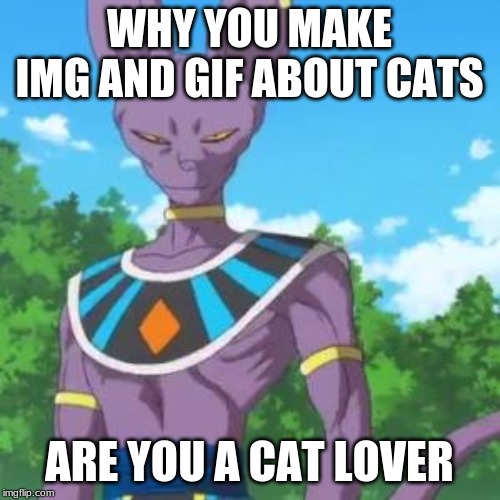 Lord Beerus | WHY YOU MAKE IMG AND GIF ABOUT CATS ARE YOU A CAT LOVER | image tagged in lord beerus | made w/ Imgflip meme maker