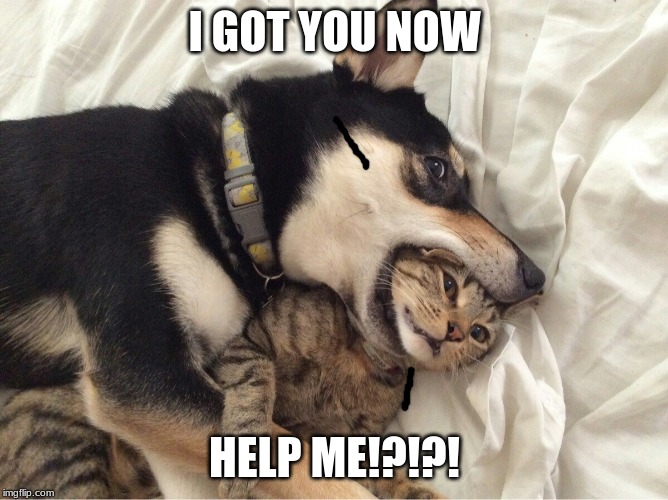 Dog VS Cat | I GOT YOU NOW; HELP ME!?!?! | image tagged in dog vs cat | made w/ Imgflip meme maker