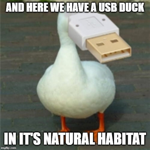 exclusive image | AND HERE WE HAVE A USB DUCK; IN IT'S NATURAL HABITAT | image tagged in funny,memes,usb,duck,ducks,natural | made w/ Imgflip meme maker