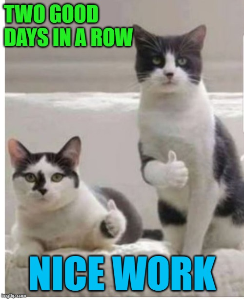 two in row | TWO GOOD DAYS IN A ROW; NICE WORK | image tagged in cats | made w/ Imgflip meme maker