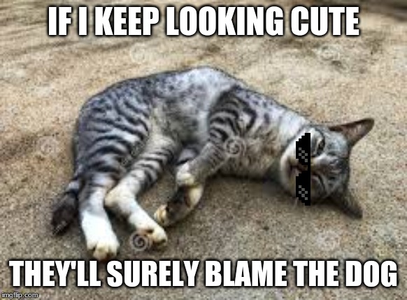 blame the dog | IF I KEEP LOOKING CUTE; THEY'LL SURELY BLAME THE DOG | image tagged in cats,blame | made w/ Imgflip meme maker