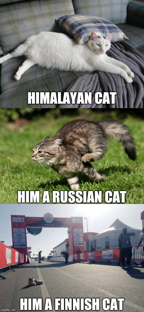 Himalayan Cat | HIMALAYAN CAT; HIM A RUSSIAN CAT; HIM A FINNISH CAT | image tagged in memes,funny,cats | made w/ Imgflip meme maker