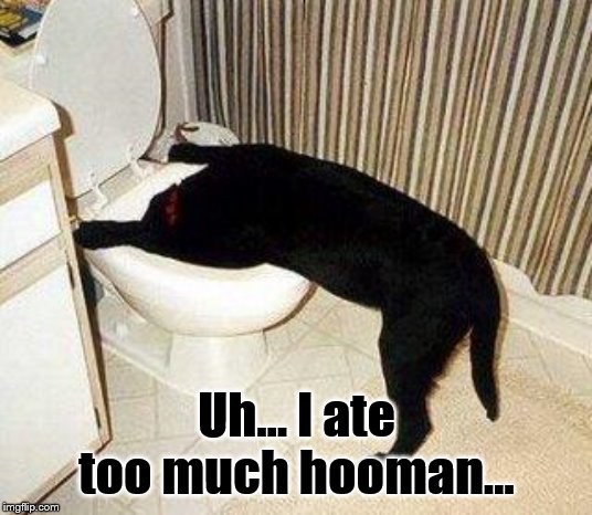 Sick Puppy | Uh... I ate too much hooman... | image tagged in sick puppy | made w/ Imgflip meme maker