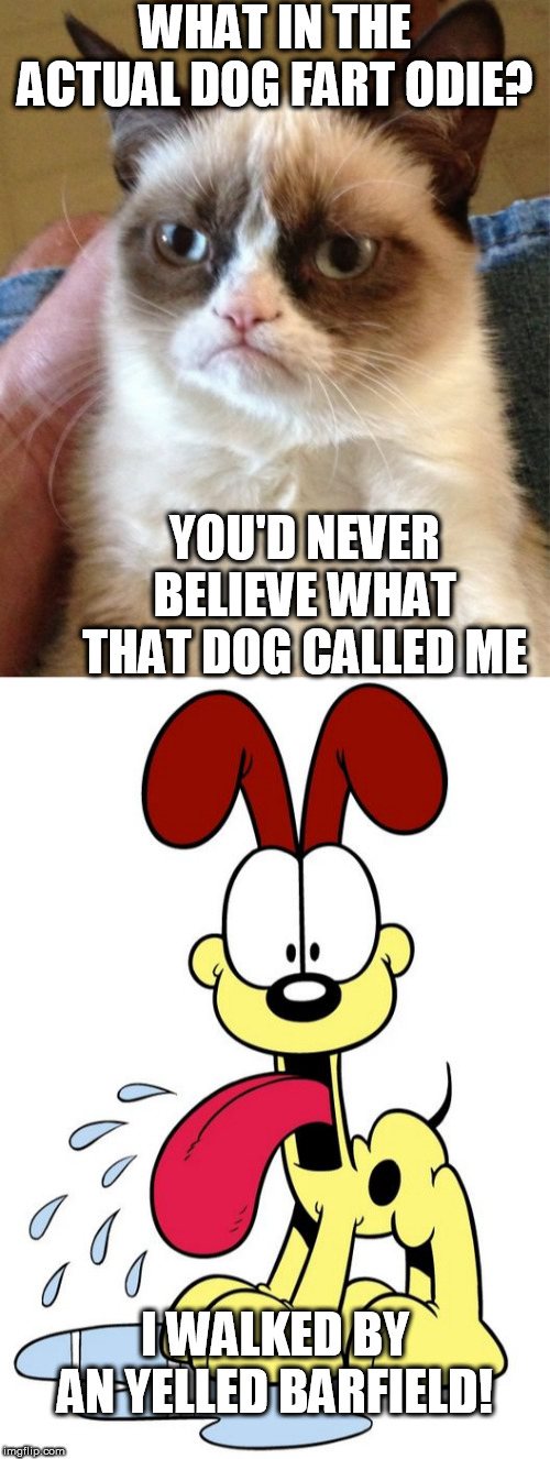 WHO CARES?  BIG DEAL! | WHAT IN THE ACTUAL DOG FART ODIE? YOU'D NEVER BELIEVE WHAT THAT DOG CALLED ME; I WALKED BY AN YELLED BARFIELD! | image tagged in memes,grumpy cat,odie,grumpy,cats not happy,the actual dog fart | made w/ Imgflip meme maker