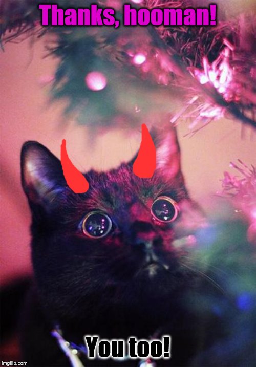 Christmas Cat | Thanks, hooman! You too! | image tagged in christmas cat | made w/ Imgflip meme maker