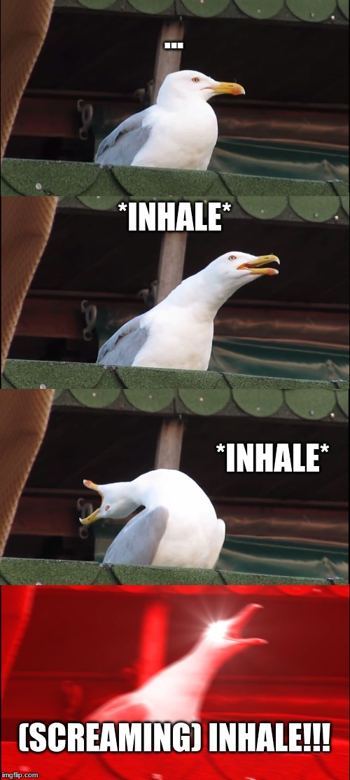 Inhaling Seagull | ... *INHALE*; *INHALE*; (SCREAMING) INHALE!!! | image tagged in memes,inhaling seagull | made w/ Imgflip meme maker