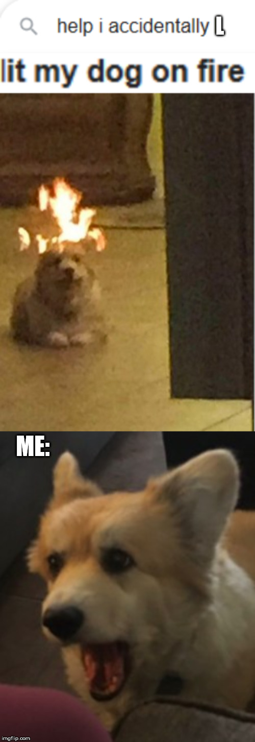 "Help I..." Part 3 | L; ME: | image tagged in dogs,fire | made w/ Imgflip meme maker