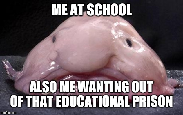 Blobfish | ME AT SCHOOL; ALSO ME WANTING OUT OF THAT EDUCATIONAL PRISON | image tagged in blobfish | made w/ Imgflip meme maker