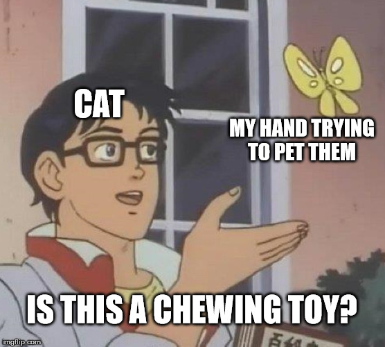 Is This A Pigeon Meme | CAT; MY HAND TRYING
TO PET THEM; IS THIS A CHEWING TOY? | image tagged in memes,is this a pigeon | made w/ Imgflip meme maker