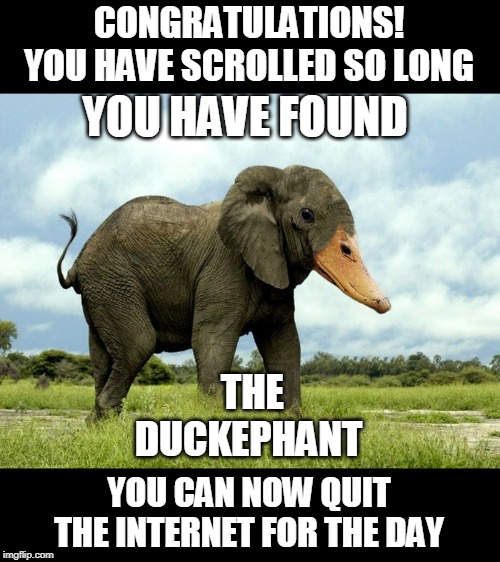 CONGRATULATIONS!
YOU HAVE SCROLLED SO LONG; YOU HAVE FOUND; THE DUCKEPHANT; YOU CAN NOW QUIT THE INTERNET FOR THE DAY | image tagged in duck,elephant,internet,congratulations | made w/ Imgflip meme maker