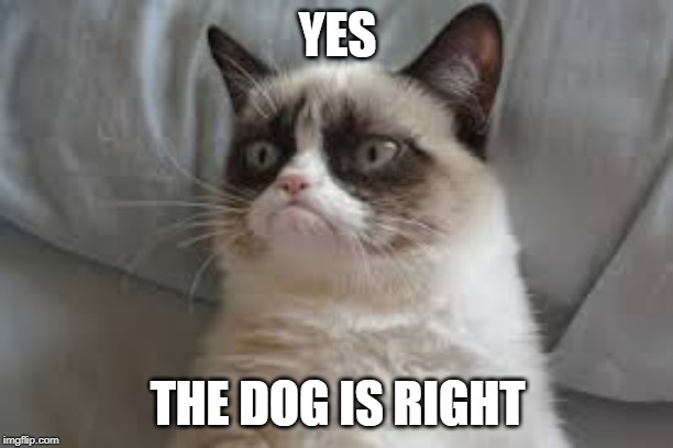 Grumpy cat | YES THE DOG IS RIGHT | image tagged in grumpy cat | made w/ Imgflip meme maker