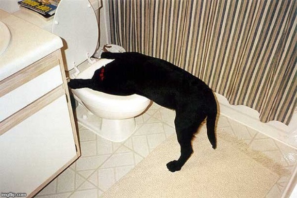 image tagged in dog with head in toilet | made w/ Imgflip meme maker
