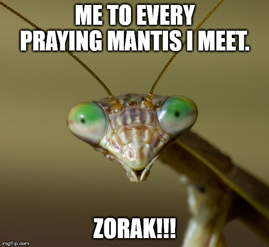 Zorak | ME TO EVERY PRAYING MANTIS I MEET. ZORAK!!! | image tagged in praying mantis head,zorak,space ghost,space ghost coast to coast | made w/ Imgflip meme maker