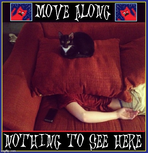 I'm Sitting on Top of the World | MOVE ALONG; NOTHING TO SEE HERE | image tagged in vince vance,cats,sofa,sleeping on couch,smothering,nothing to see here | made w/ Imgflip meme maker