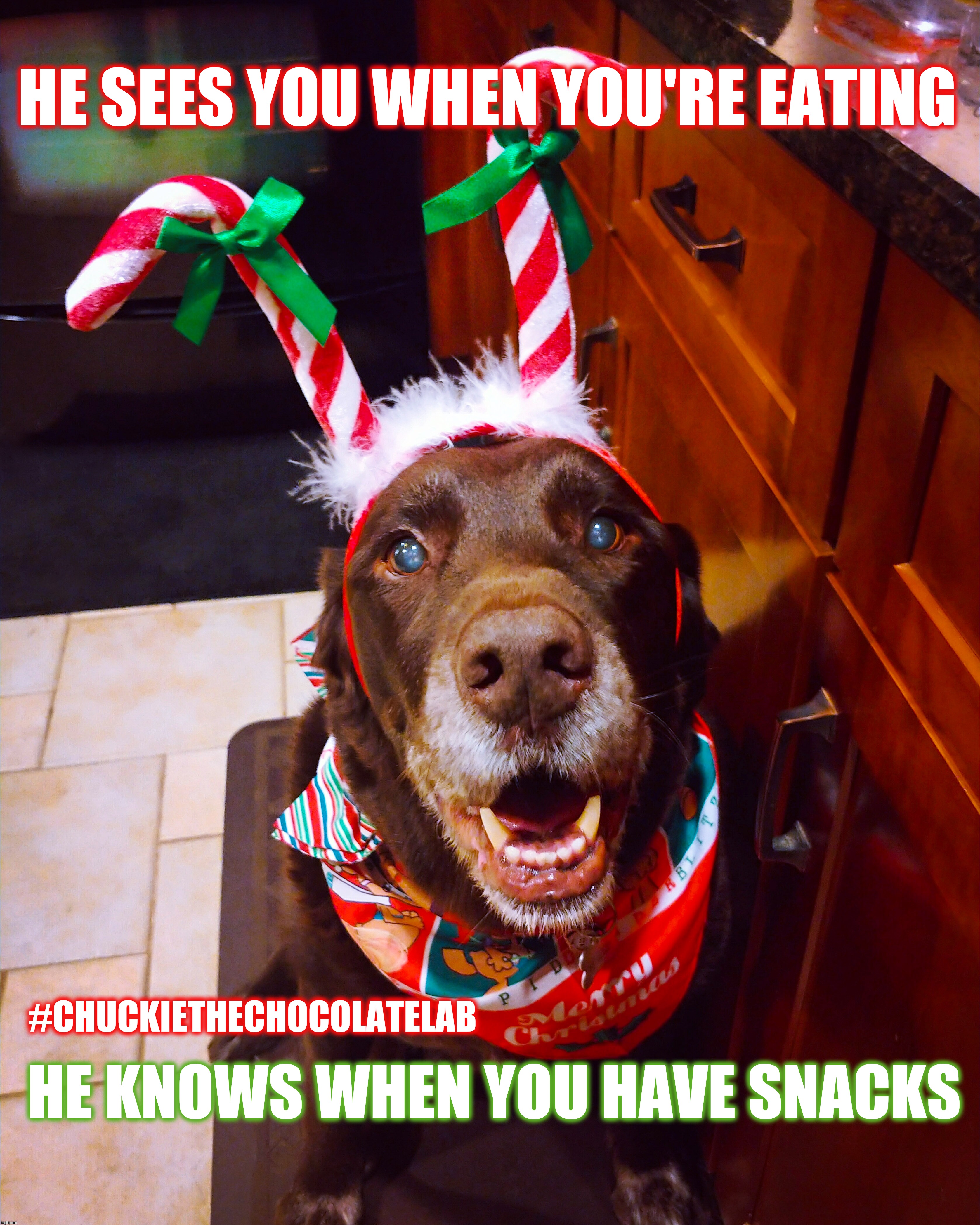 You better watch out | HE SEES YOU WHEN YOU'RE EATING; #CHUCKIETHECHOCOLATELAB; HE KNOWS WHEN YOU HAVE SNACKS | image tagged in chuckie the chocolate lab,dogs,funny,memes,christmas,snacks | made w/ Imgflip meme maker