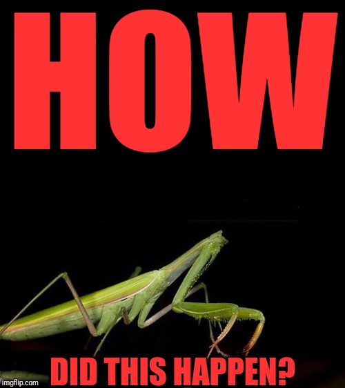 Headless Mantis | HOW DID THIS HAPPEN? | image tagged in headless mantis | made w/ Imgflip meme maker
