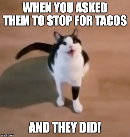 happy cat | WHEN YOU ASKED THEM TO STOP FOR TACOS; AND THEY DID! | image tagged in happy cat | made w/ Imgflip meme maker