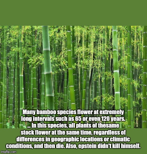 Bamboo | Many bamboo species flower at extremely long intervals such as 65 or even 120 years. ... In this species, all plants of thesame stock flower at the same time, regardless of differences in geographic locations or climatic conditions, and then die. Also, epstein didn't kill himself. | image tagged in jeffrey epstein | made w/ Imgflip meme maker