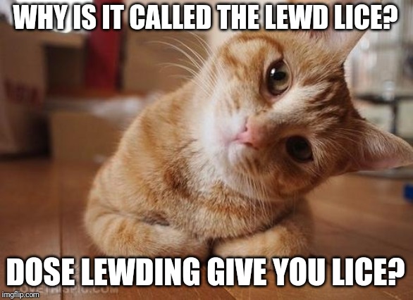 Curious Question Cat | WHY IS IT CALLED THE LEWD LICE? DOSE LEWDING GIVE YOU LICE? | image tagged in curious question cat | made w/ Imgflip meme maker