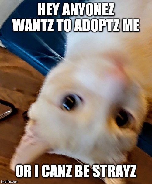 Whatcha doing | HEY ANYONEZ WANTZ TO ADOPTZ ME; OR I CANZ BE STRAYZ | image tagged in whatcha doing | made w/ Imgflip meme maker