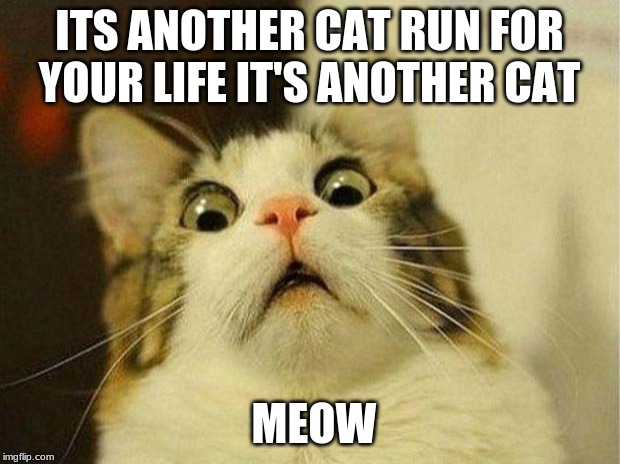 Scared Cat Meme | ITS ANOTHER CAT RUN FOR YOUR LIFE IT'S ANOTHER CAT; MEOW | image tagged in memes,scared cat | made w/ Imgflip meme maker