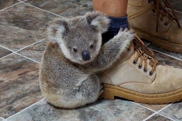 Baby Koala Clings to Leg Blank Meme Template