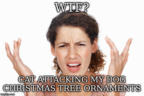 Indignant | WTF? CAT ATTACKING MY DOG CHRISTMAS TREE ORNAMENTS | image tagged in indignant | made w/ Imgflip meme maker