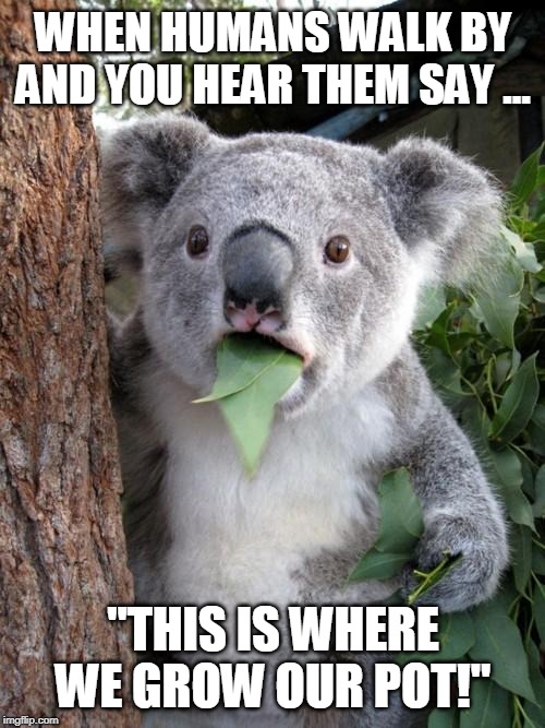 Uh oh ... I'm starting to feel trippy! | WHEN HUMANS WALK BY AND YOU HEAR THEM SAY ... "THIS IS WHERE WE GROW OUR POT!" | image tagged in memes,surprised koala,weed | made w/ Imgflip meme maker