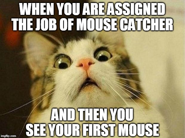 Damn!  That mouse looks dangerous! | WHEN YOU ARE ASSIGNED THE JOB OF MOUSE CATCHER; AND THEN YOU SEE YOUR FIRST MOUSE | image tagged in memes,scared cat,mouse | made w/ Imgflip meme maker