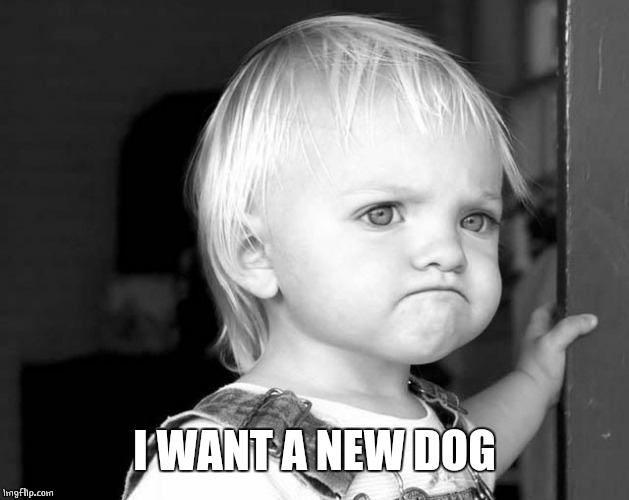 FROWN KID | I WANT A NEW DOG | image tagged in frown kid | made w/ Imgflip meme maker