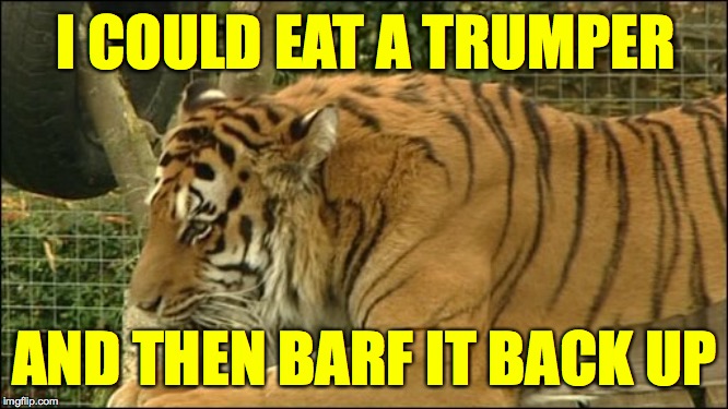 Are you thinking of ways that you too could help? | I COULD EAT A TRUMPER; AND THEN BARF IT BACK UP | image tagged in memes,self-sacrificing tiger,trumpers | made w/ Imgflip meme maker