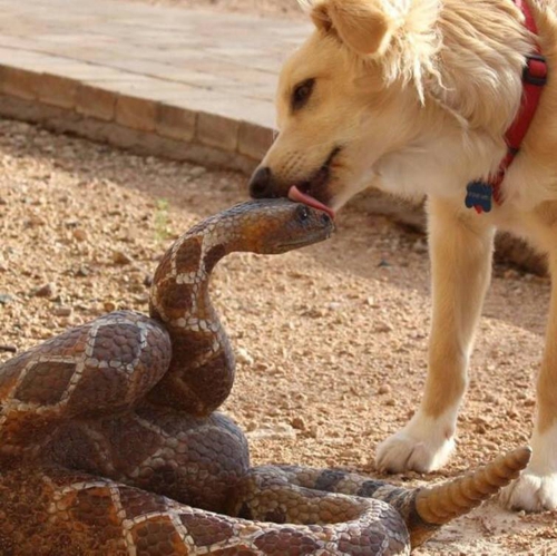 High Quality Dog licking snake Blank Meme Template