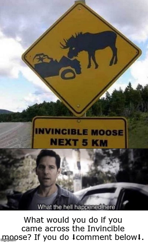What would you do if you came across the Invincible moose? If you do ⬇comment below⬇. | image tagged in what the hell happened here | made w/ Imgflip meme maker