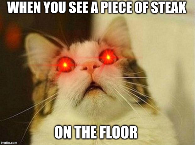 Scared Cat Meme | WHEN YOU SEE A PIECE OF STEAK; ON THE FLOOR | image tagged in memes,scared cat | made w/ Imgflip meme maker