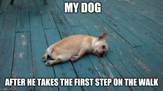#my dogs a lazy dog | MY DOG; AFTER HE TAKES THE FIRST STEP ON THE WALK | image tagged in tired dog | made w/ Imgflip meme maker